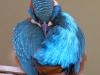 k_g_2727