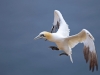 helgoland_003