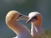 helgoland_014