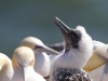 helgoland_016