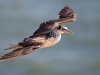 helgoland_019