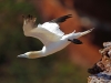 helgoland_022