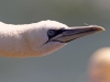 helgoland_026