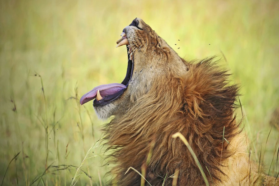 masaimara_077