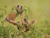 masaimara_008