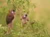 masaimara_009