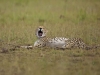 masaimara_025