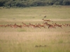 masaimara_029