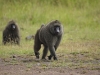 masaimara_031