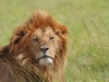 masaimara_037