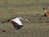 masaimara_050