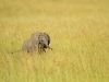 masaimara_070