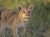 masaimara_078
