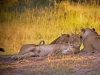 masaimara_090