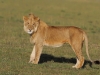 masaimara_094