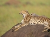 masaimara_095