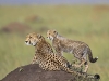 masaimara_096