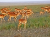 masaimara_107