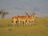 masaimara_108