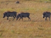 masaimara_110