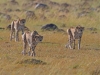 masaimara_111