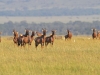 masaimara_139