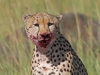 masaimara_144