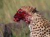 masaimara_146