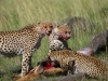 masaimara_147