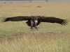 masaimara_155