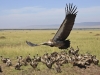 masaimara_158