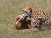 masaimara_159