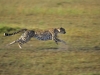 masaimara_169