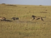 masaimara_170