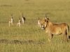 masaimara_175