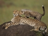 masaimara_178