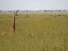 masaimara_179