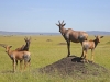 masaimara_182