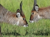 masaimara_183