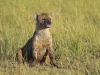 masaimara_187