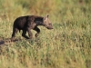 masaimara_188