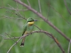 masaimara_201