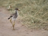 masaimara_203