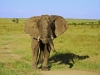 masaimara_221