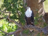 masaimara_226