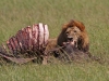 masaimara_233