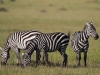 masaimara_235