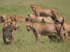 masaimara_244