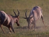 masaimara_247