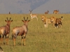 masaimara_251